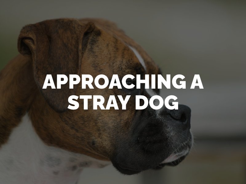 Approaching a stray dog, is it safe?