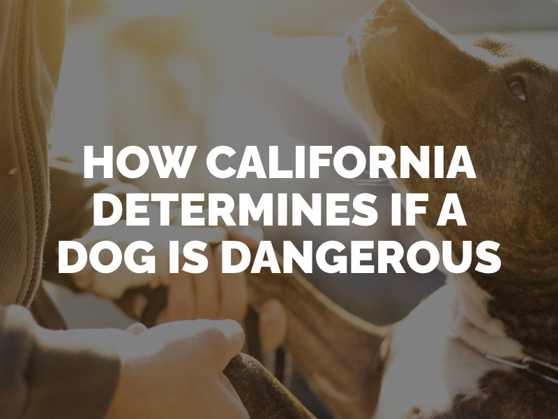 considerations for a dangerous dog in california