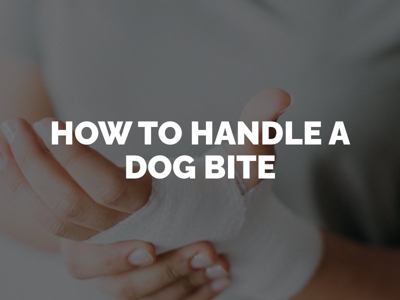 How to handle a dog bite