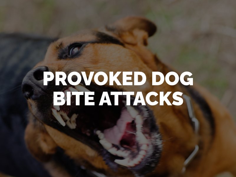owner liability for a provoked dog bite 